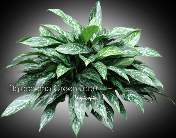 Aglaonema - Aglaonema 'Green Lady' - Chinese Evergreen